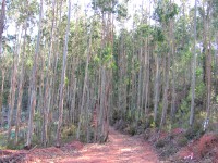 /album/avalia%c3%a7%c3%b5es-rusticas/floresta-eucaliptal-jpg/